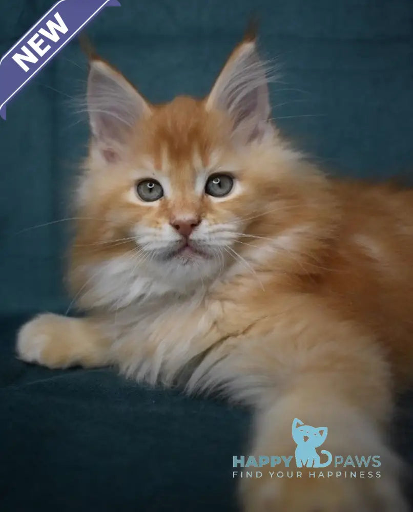 Magnat Maine Coon male red ticked tabby live animals