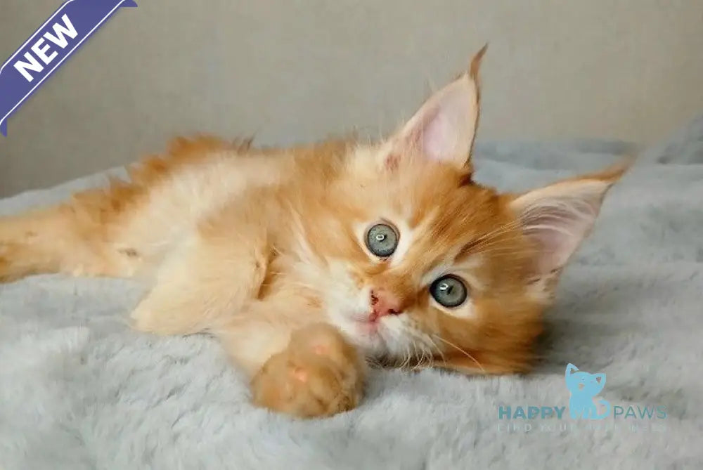 Magnat Maine Coon male red ticked tabby live animals