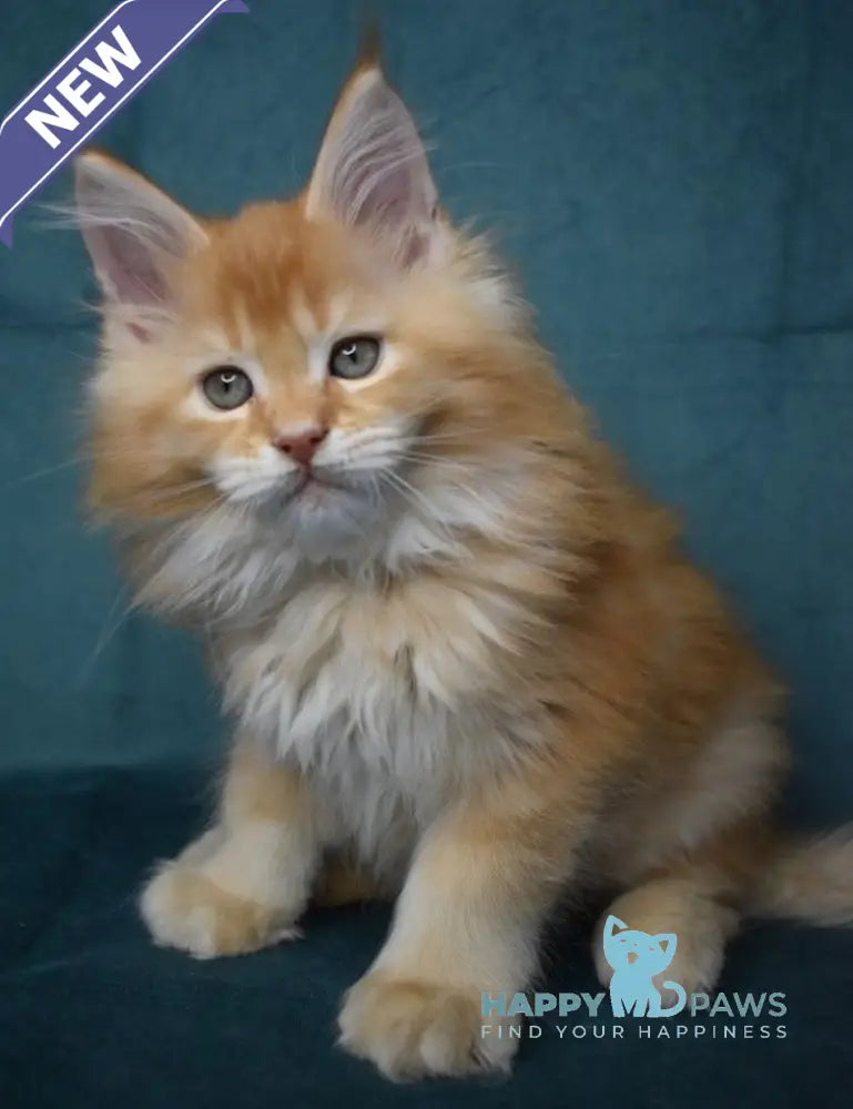 Magnat Maine Coon male red ticked tabby live animals