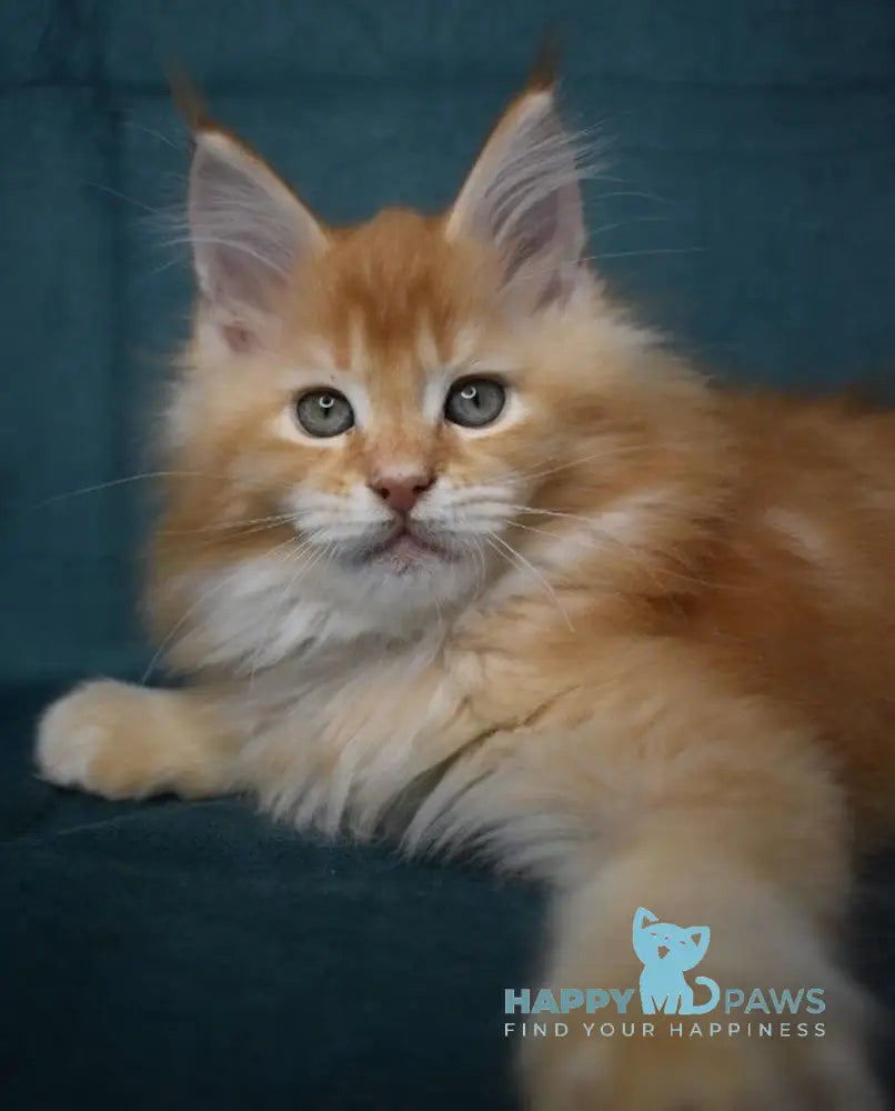 Magnat Maine Coon male red ticked tabby live animals