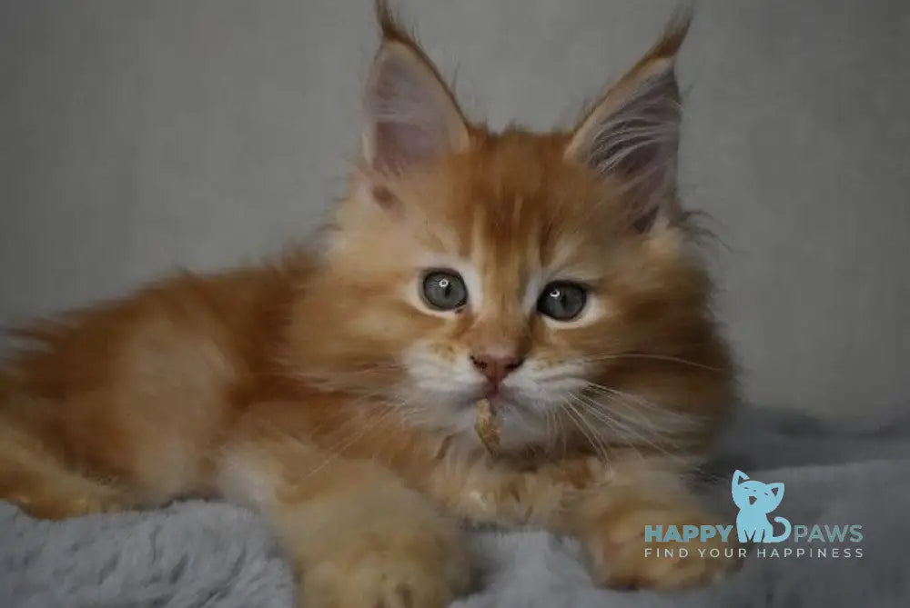 Magnat Maine Coon male red ticked tabby live animals