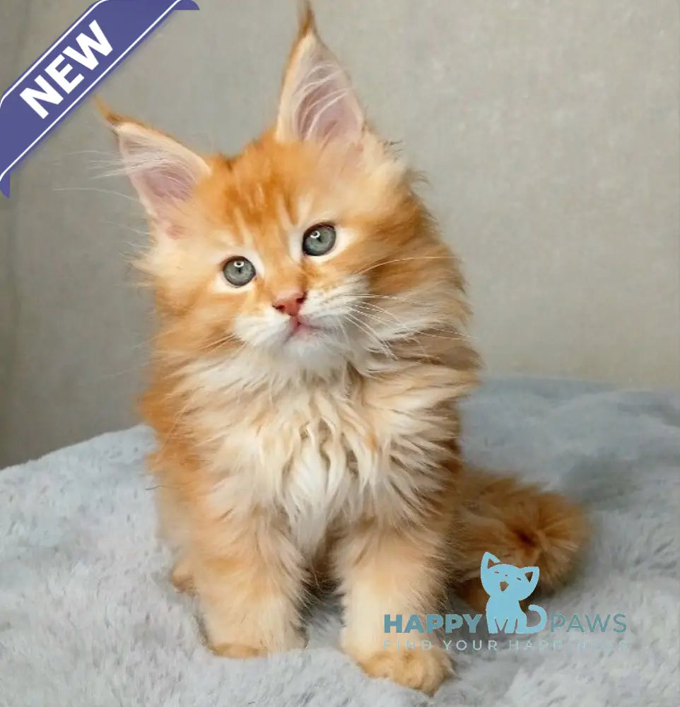 Magnat Maine Coon male red ticked tabby live animals