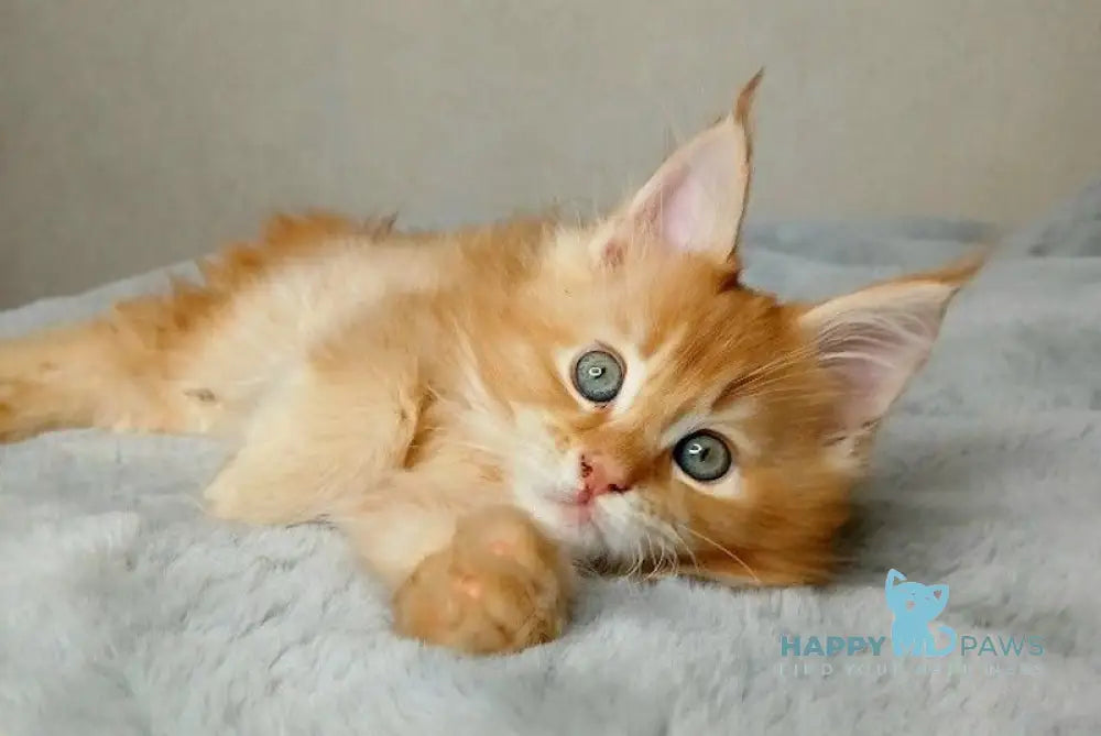 Magnat Maine Coon male red ticked tabby live animals