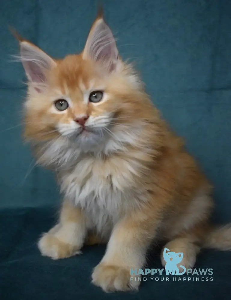 Magnat Maine Coon male red ticked tabby live animals