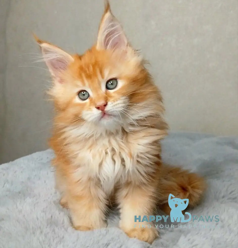 Magnat Maine Coon male red ticked tabby live animals