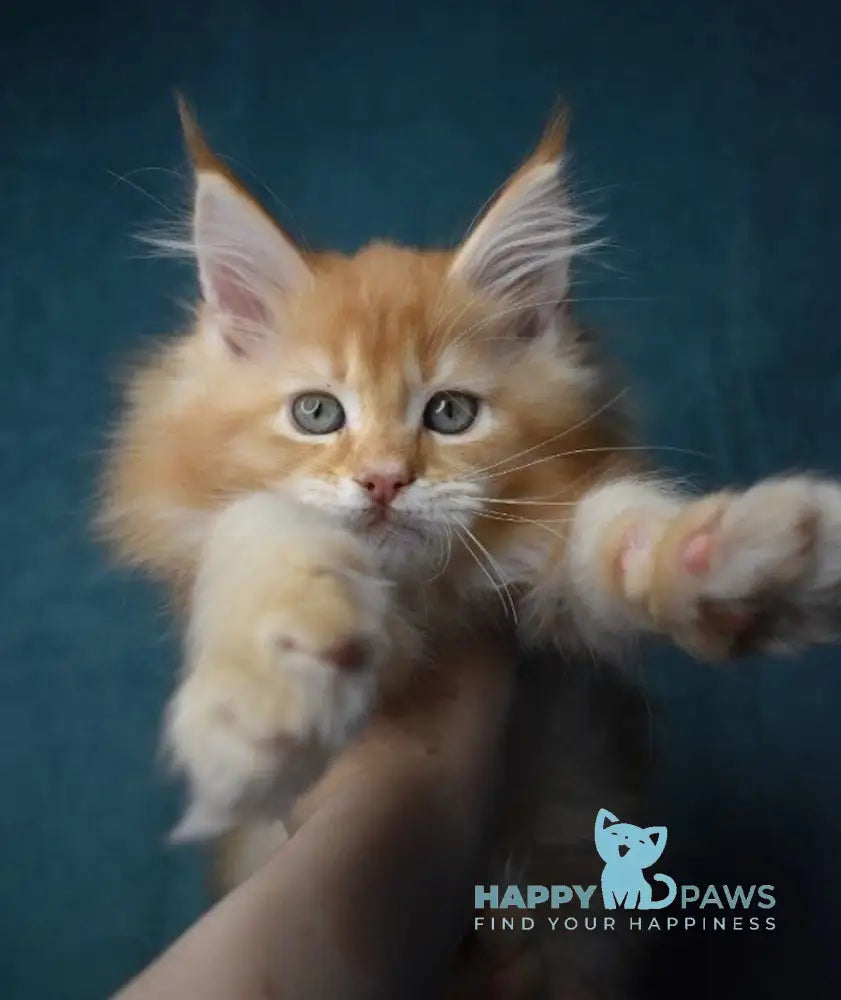 Magnat Maine Coon male red ticked tabby live animals