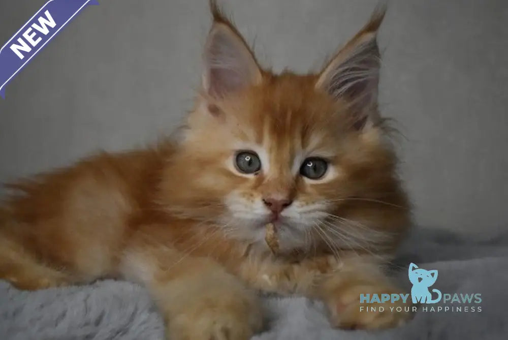 Magnat Maine Coon male red ticked tabby live animals