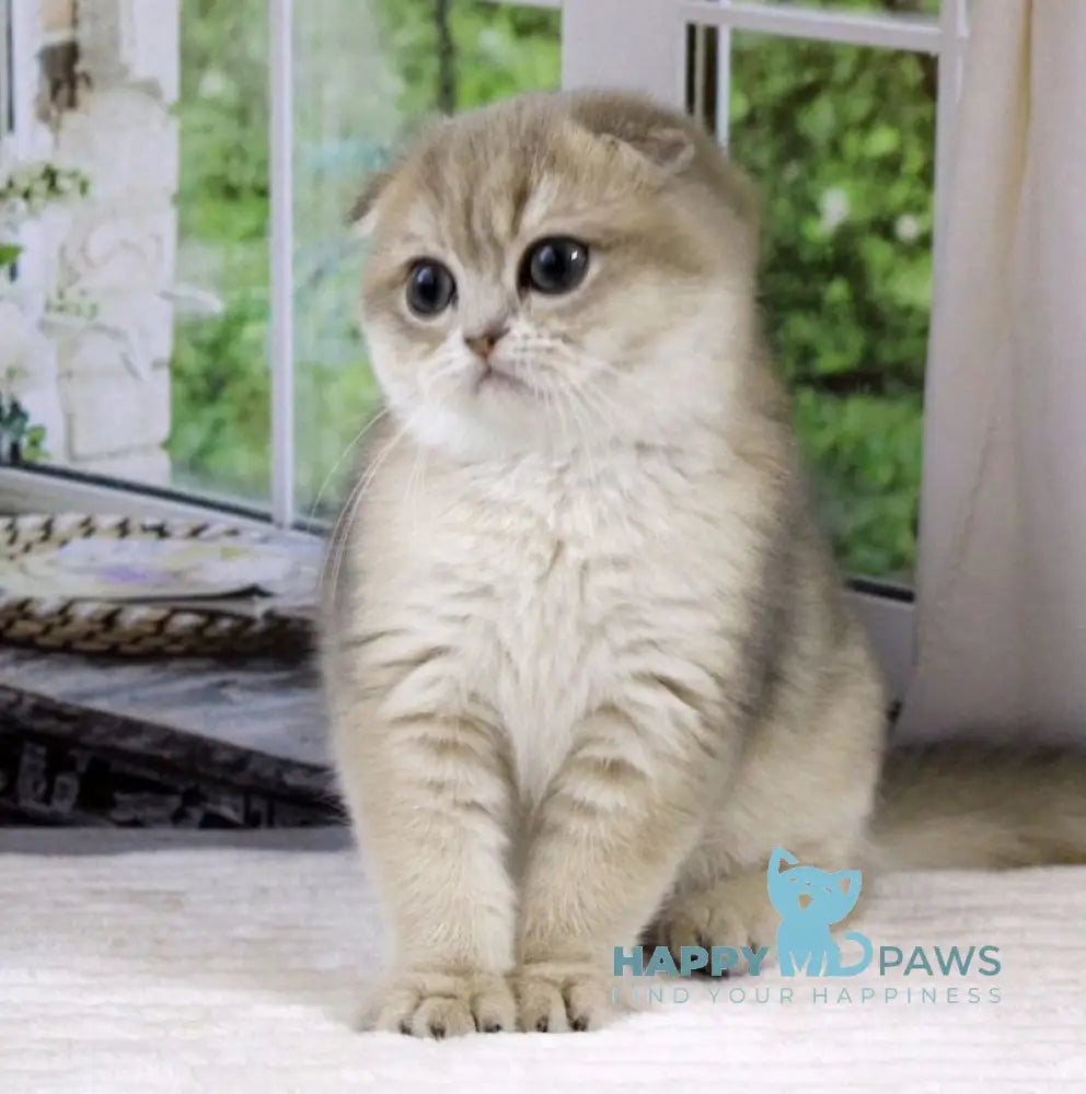 Magnat Scottish Fold male blue golden shaded live animals