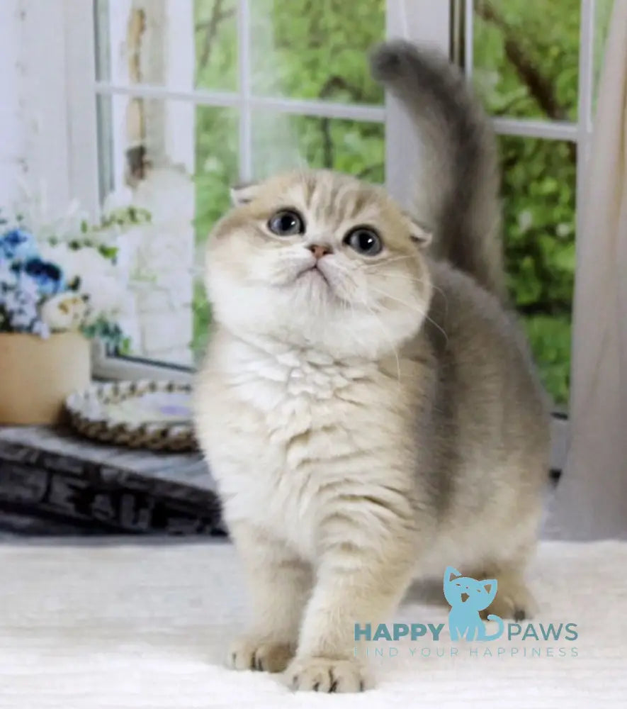 Magnat Scottish Fold male blue golden shaded live animals