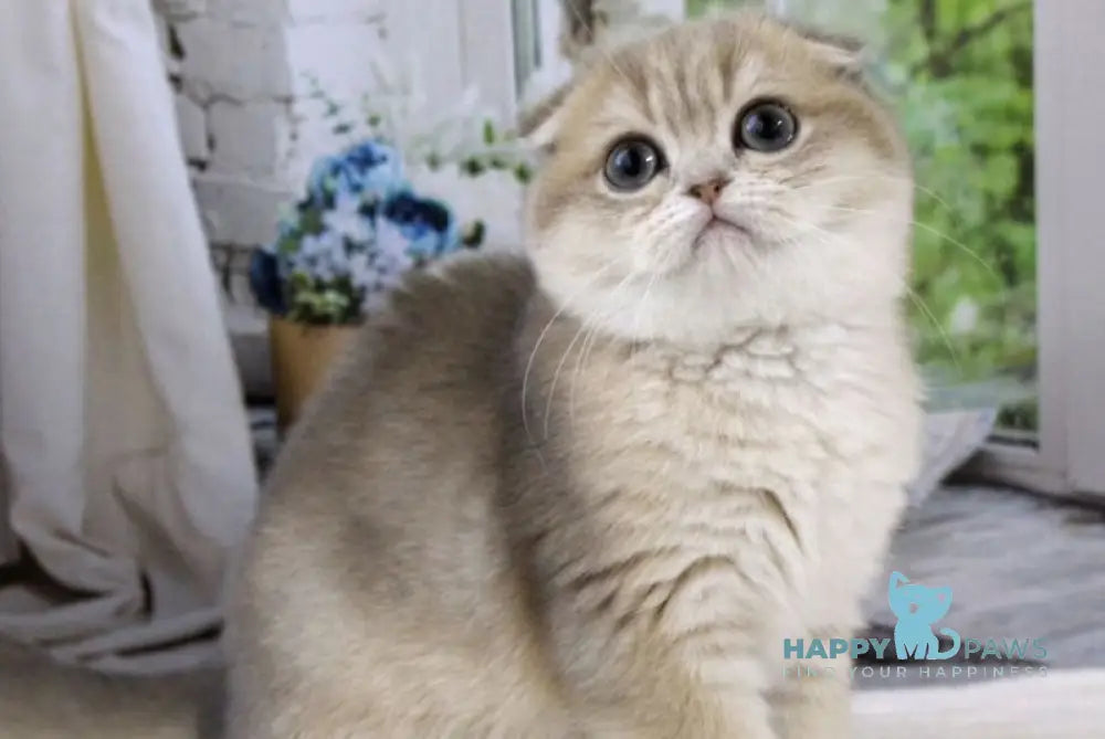 Magnat Scottish Fold male blue golden shaded live animals