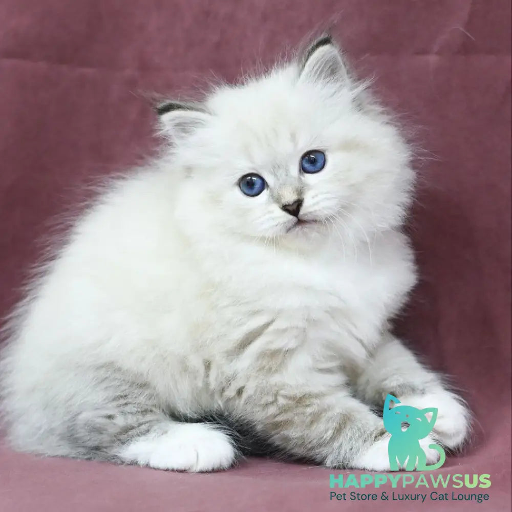 Magnat Siberian male black tabby pointed with white - live animals