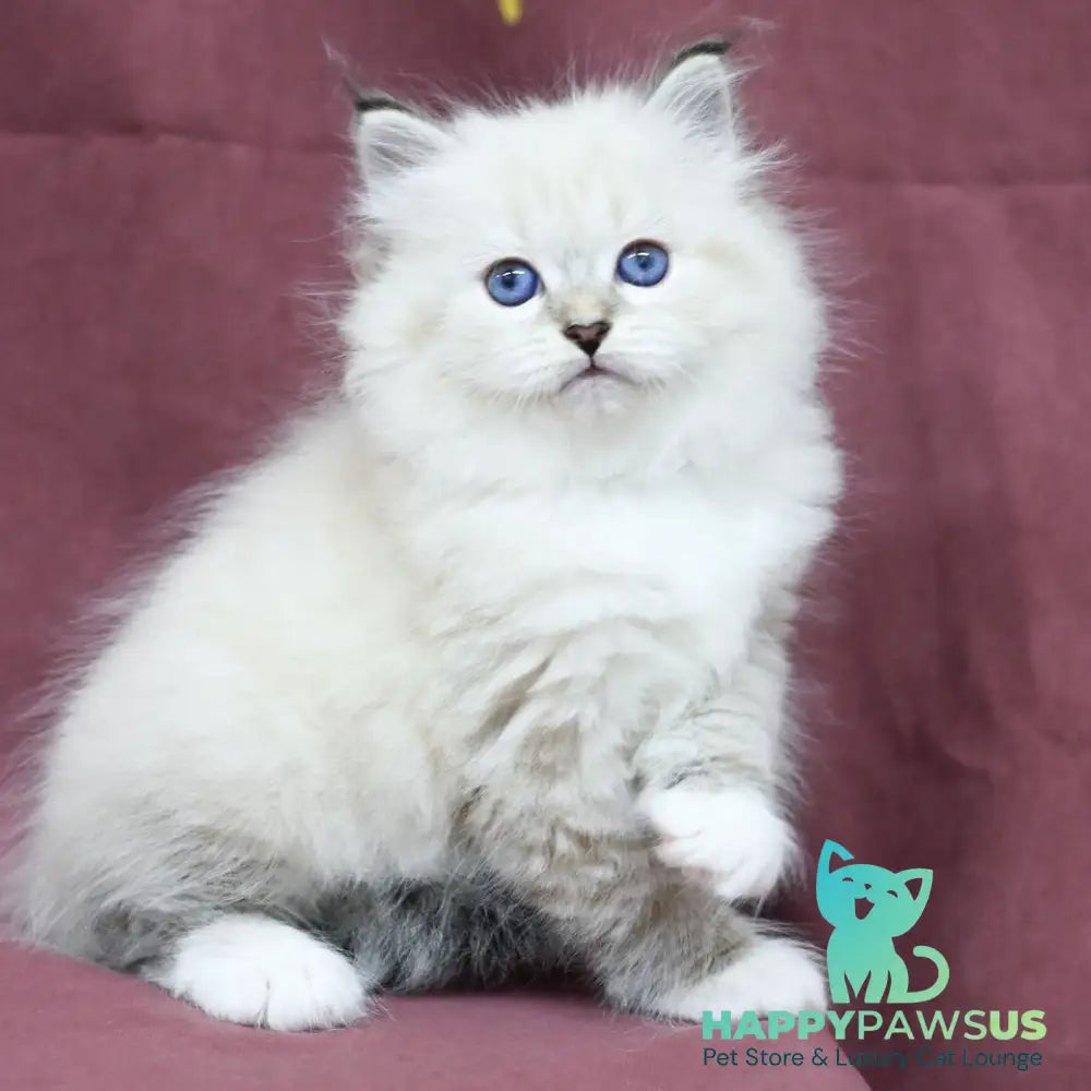 Magnat Siberian male black tabby pointed with white - live animals