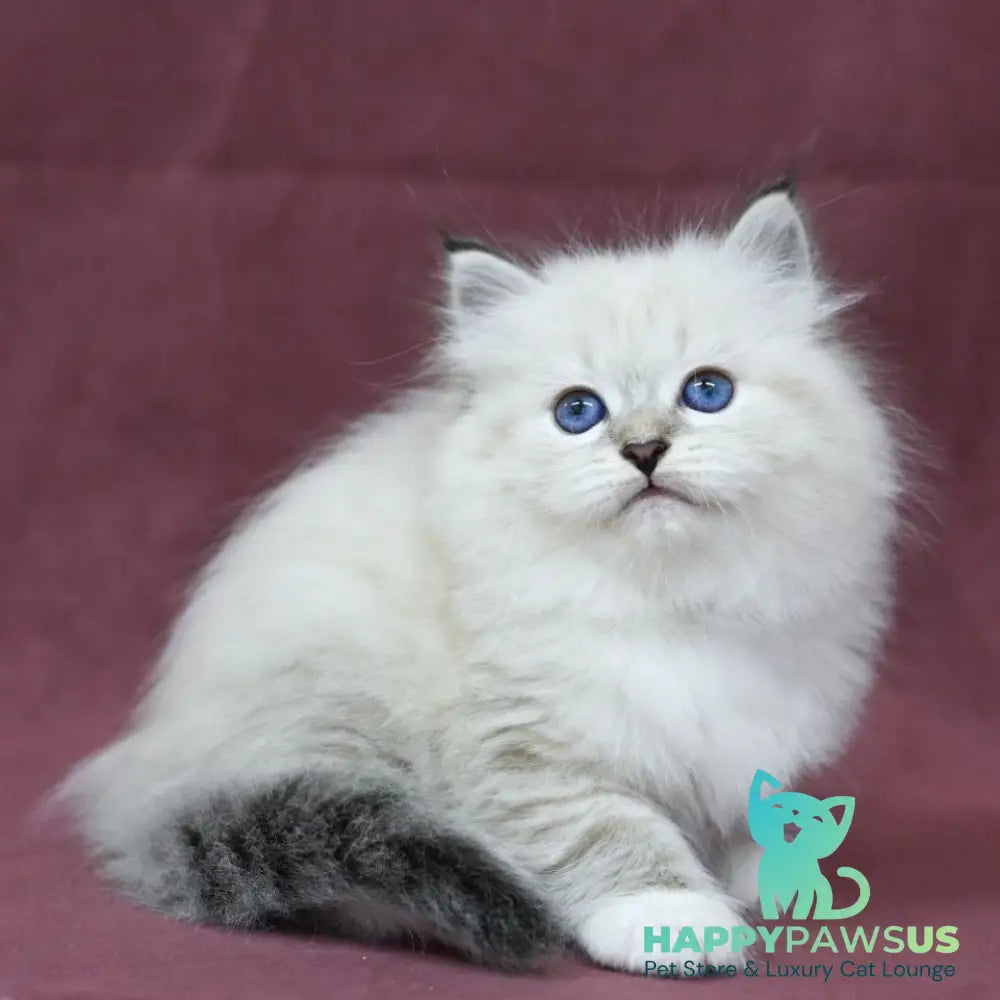 Magnat Siberian male black tabby pointed with white - live animals