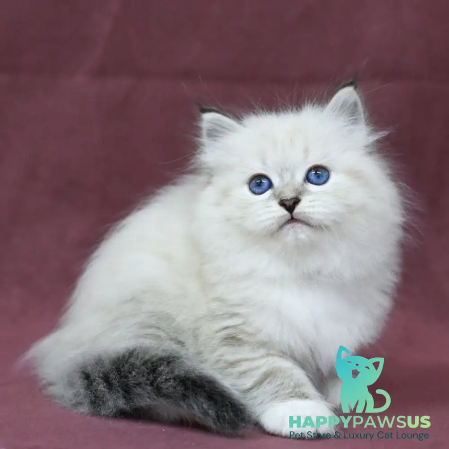 Magnat Siberian male black tabby pointed with white - live animals
