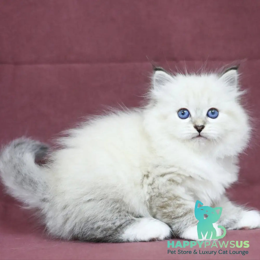 Magnat Siberian male black tabby pointed with white - live animals