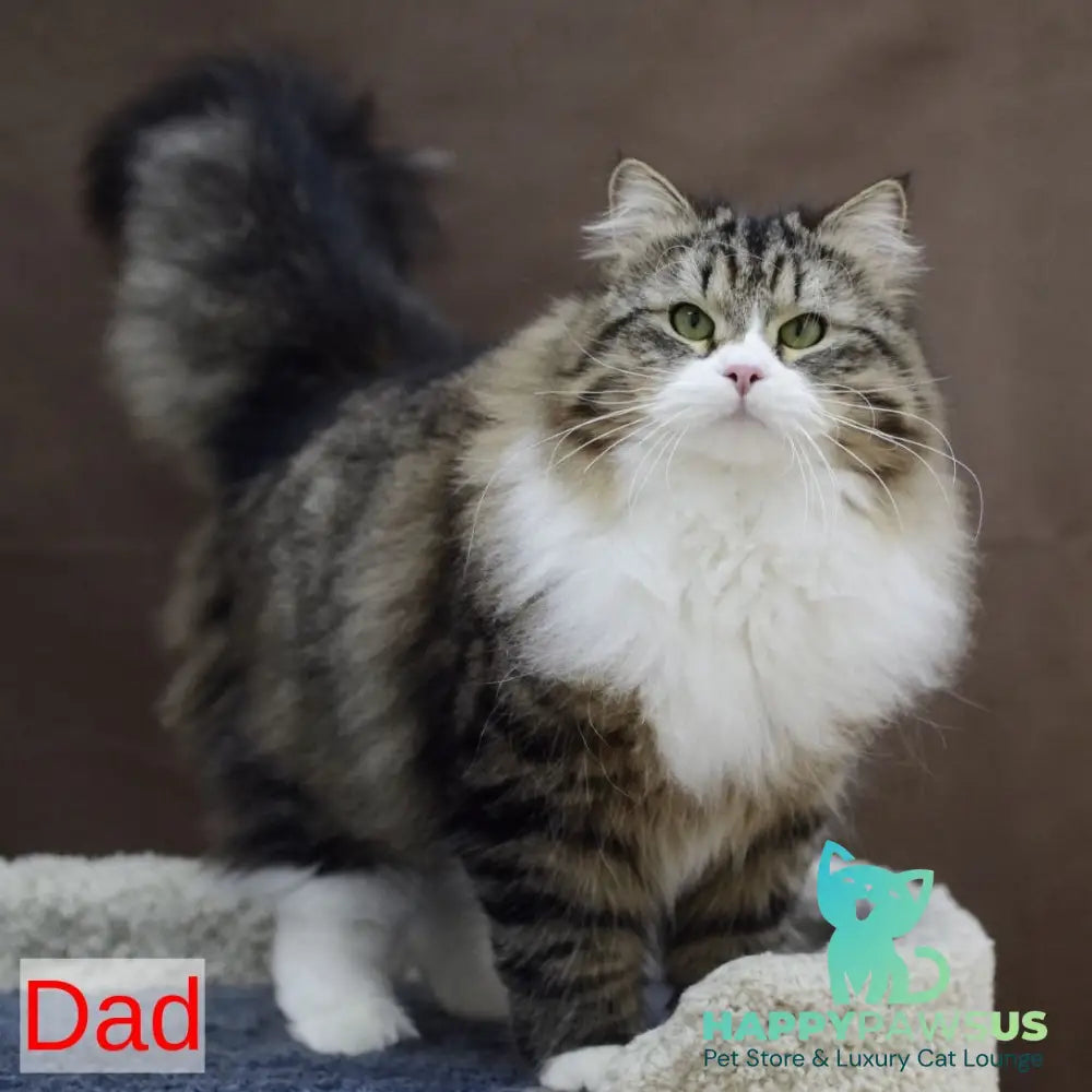 Magnat Siberian male black tabby pointed with white - live animals