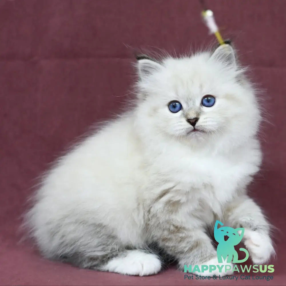 Magnat Siberian male black tabby pointed with white - live animals