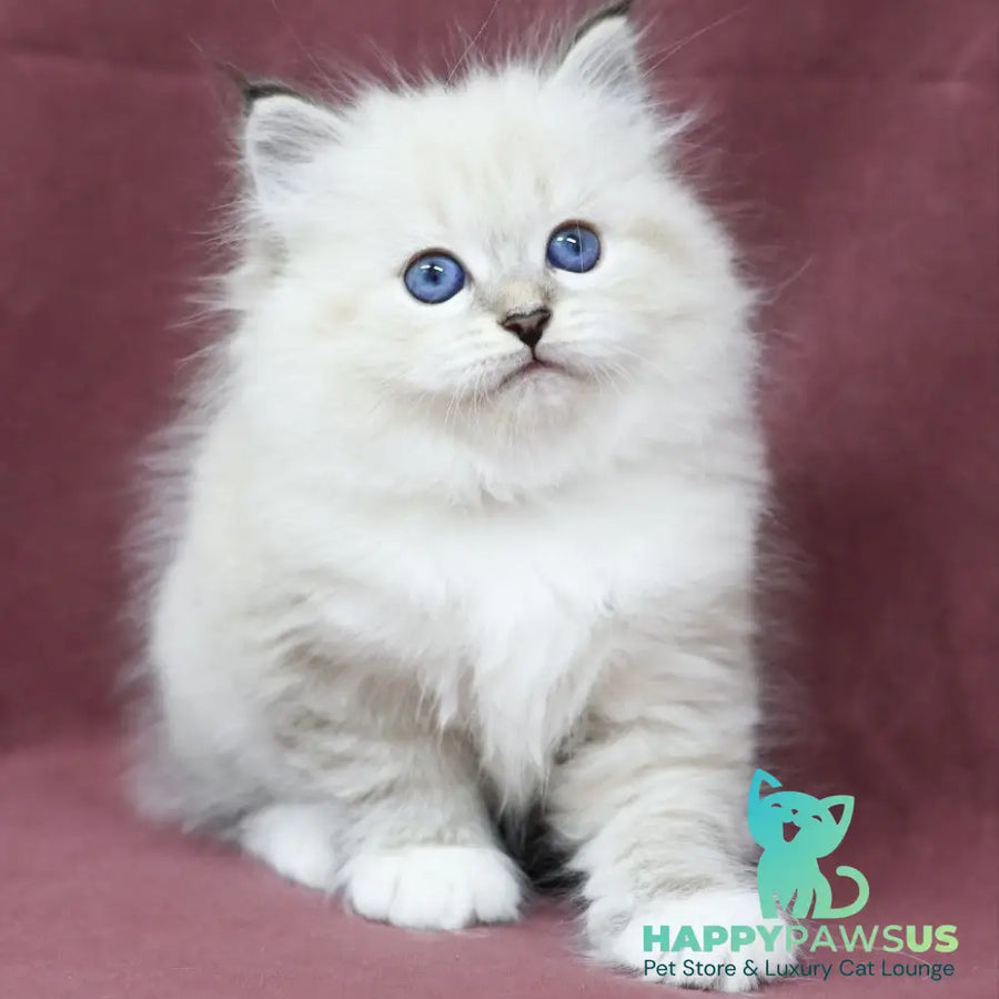 Magnat Siberian male black tabby pointed with white - live animals