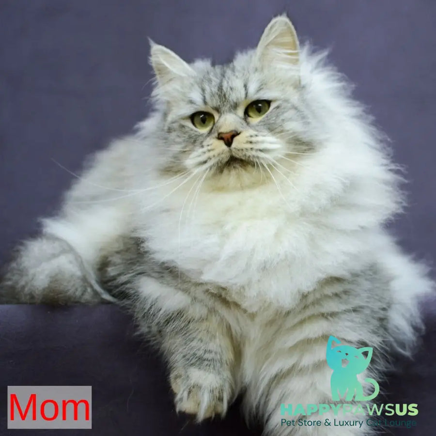 Magnat Siberian male black tabby pointed with white - live animals