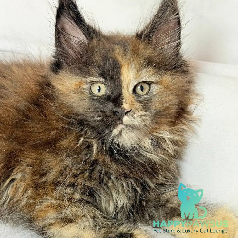Magnolia Maine Coon female black tortie - live animals