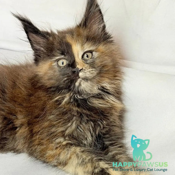 Magnolia Maine Coon female black tortie - live animals