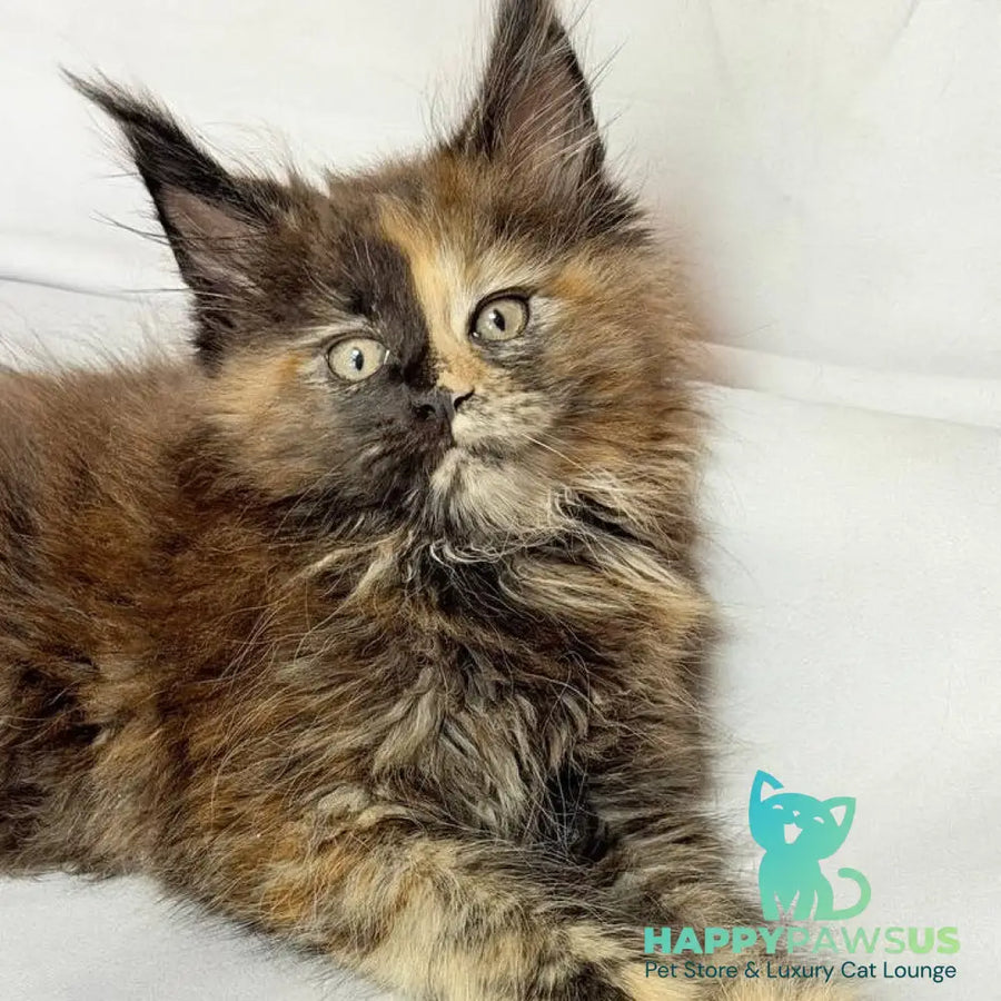 Magnolia Maine Coon female black tortie - live animals