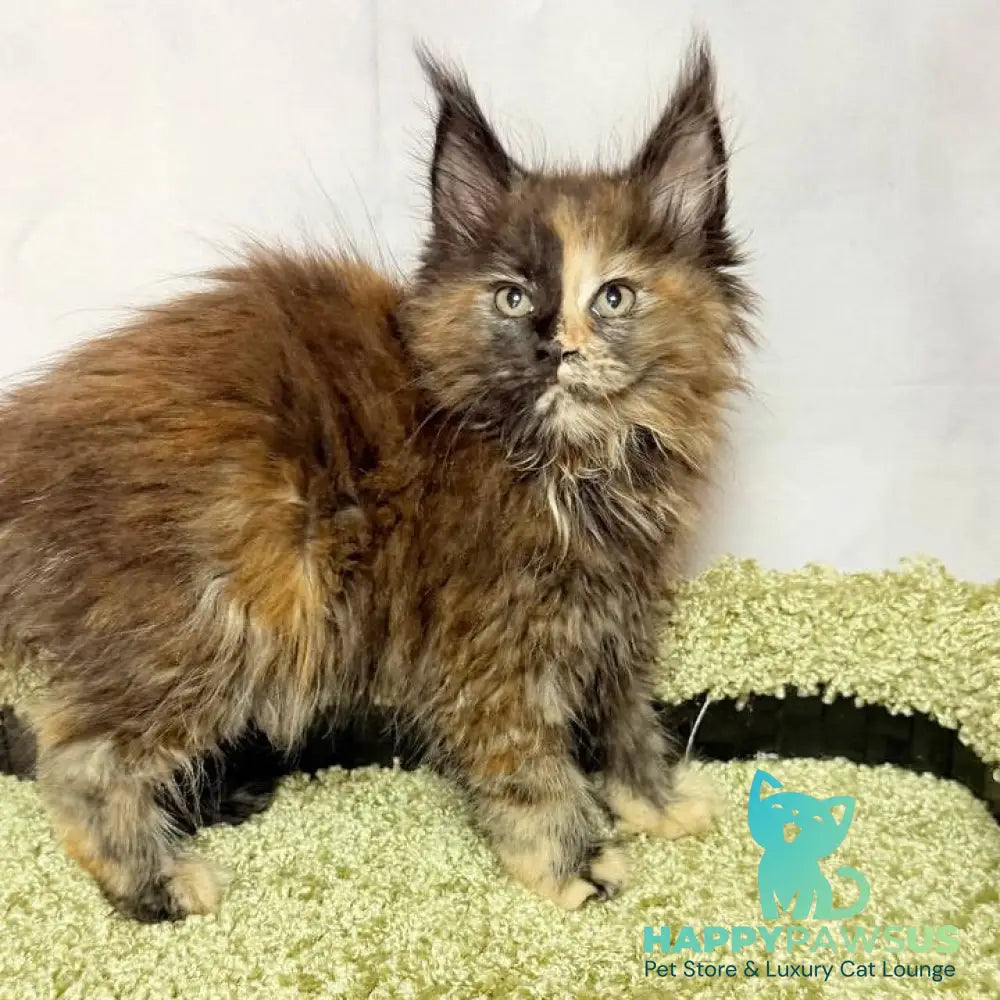 Magnolia Maine Coon female black tortie - live animals