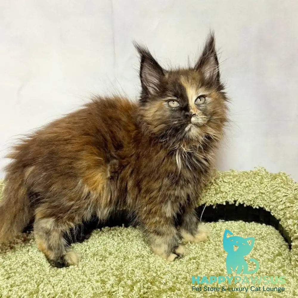 Magnolia Maine Coon female black tortie - live animals