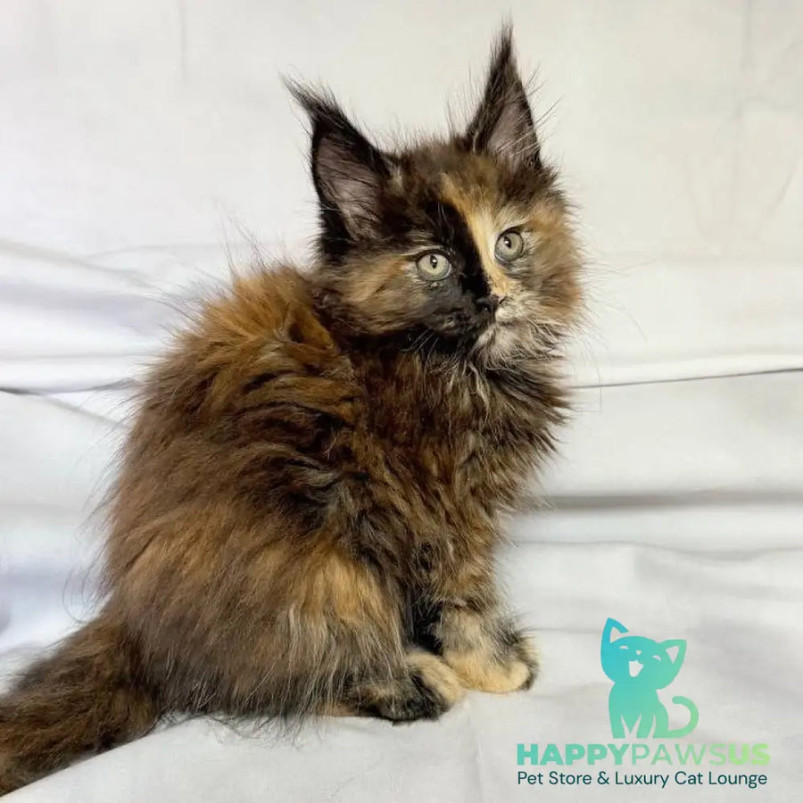 Magnolia Maine Coon female black tortie - live animals