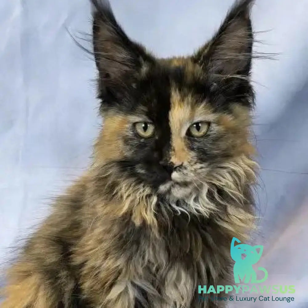 Magnolia Maine Coon female black tortie - live animals