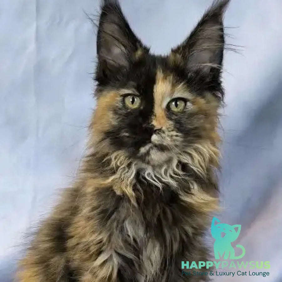 Magnolia Maine Coon female black tortie - live animals