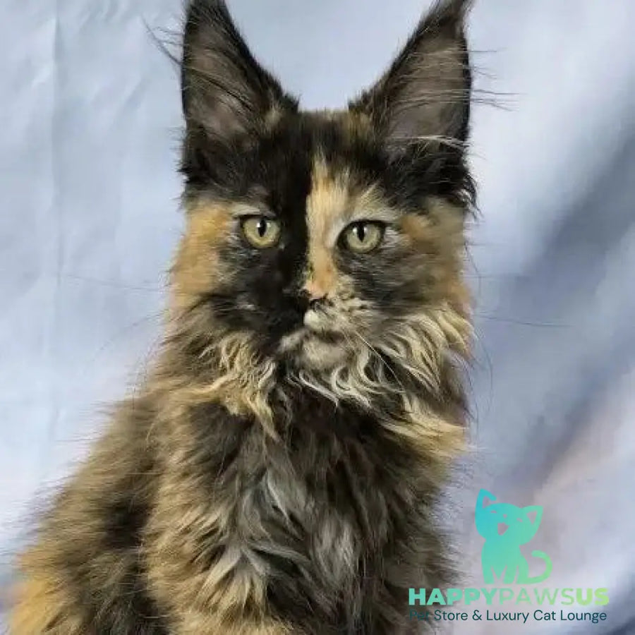 Magnolia Maine Coon female black tortie - live animals