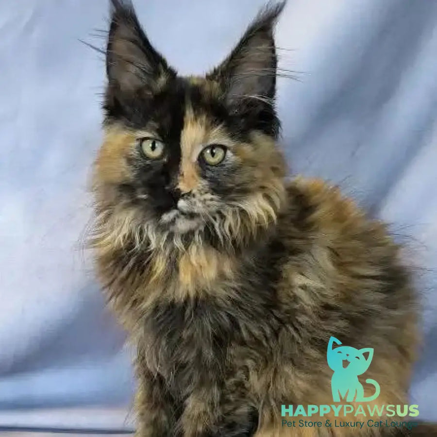 Magnolia Maine Coon female black tortie - live animals