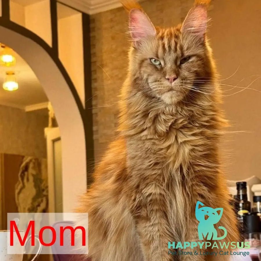 Magnolia Maine Coon female black tortie - live animals