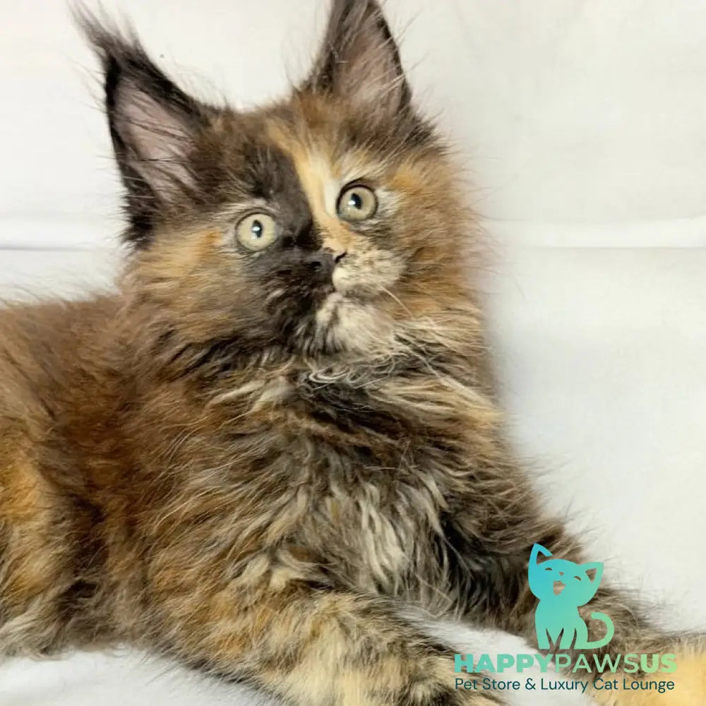 Magnolia Maine Coon female black tortie - live animals