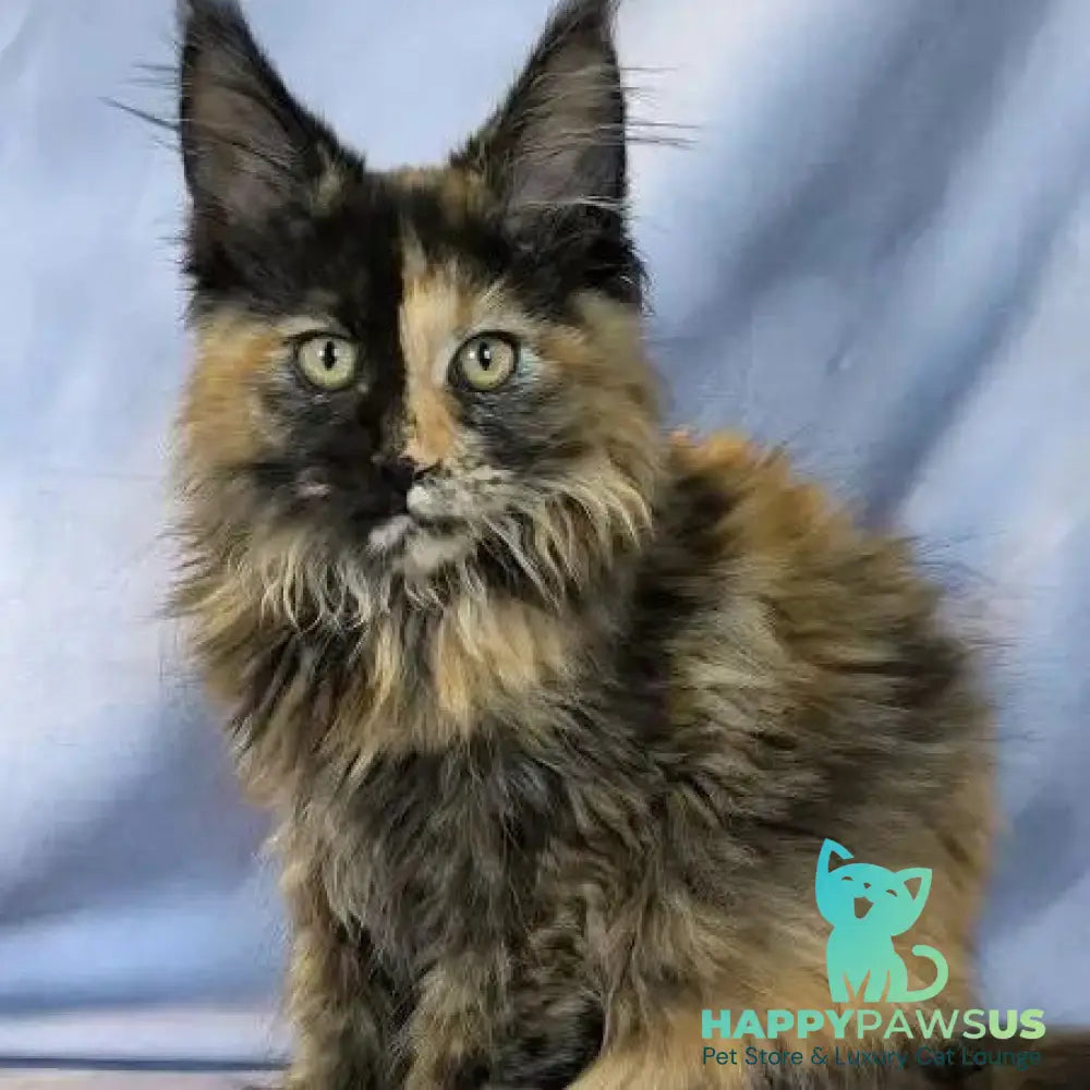 Magnolia Maine Coon female black tortie - live animals