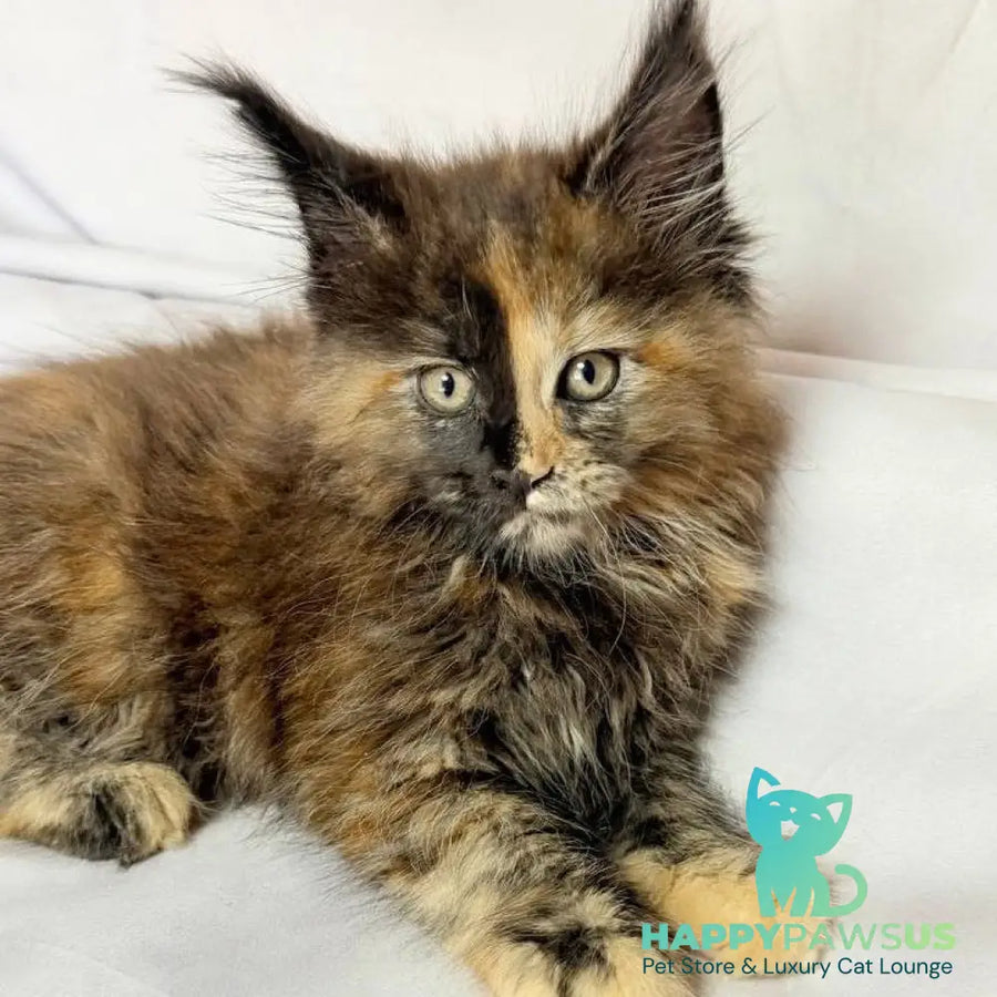 Magnolia Maine Coon female black tortie - live animals