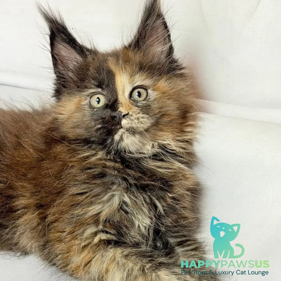 Magnolia Maine Coon female black tortie - live animals