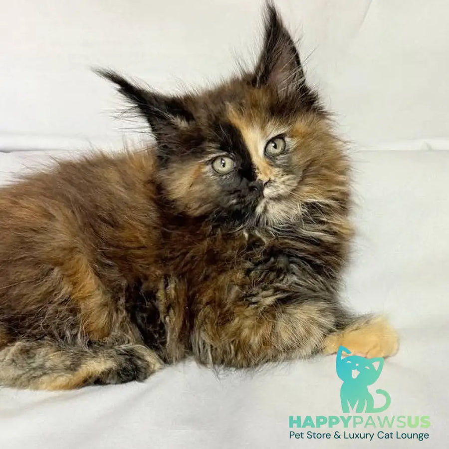 Magnolia Maine Coon female black tortie - live animals