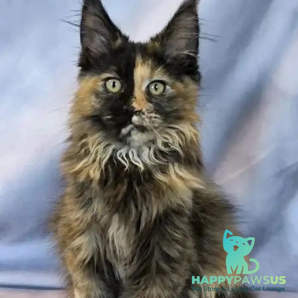 Magnolia Maine Coon female black tortie - live animals