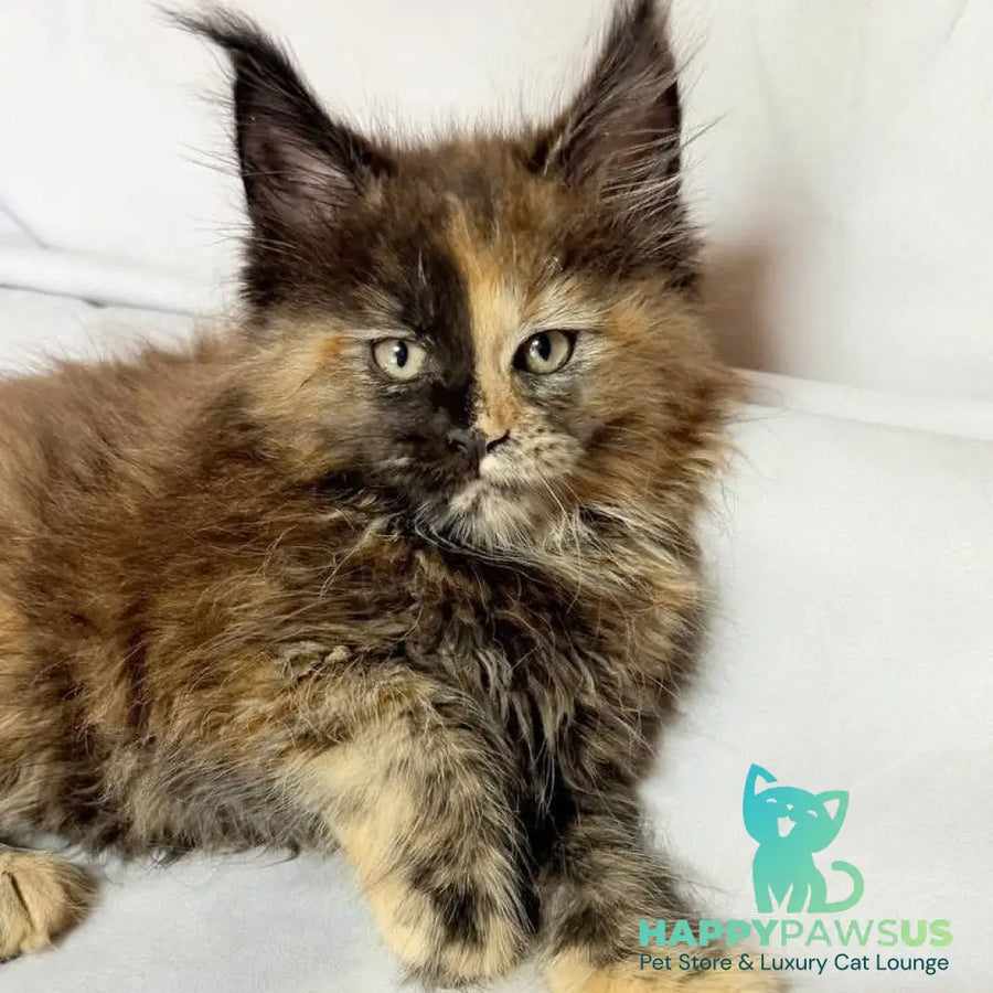 Magnolia Maine Coon female black tortie - live animals