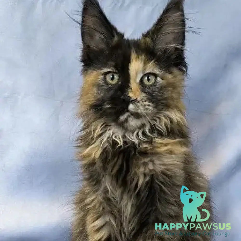 Magnolia Maine Coon female black tortie - live animals