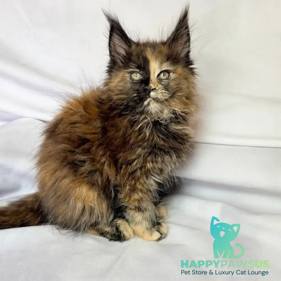 Magnolia Maine Coon female black tortie - live animals