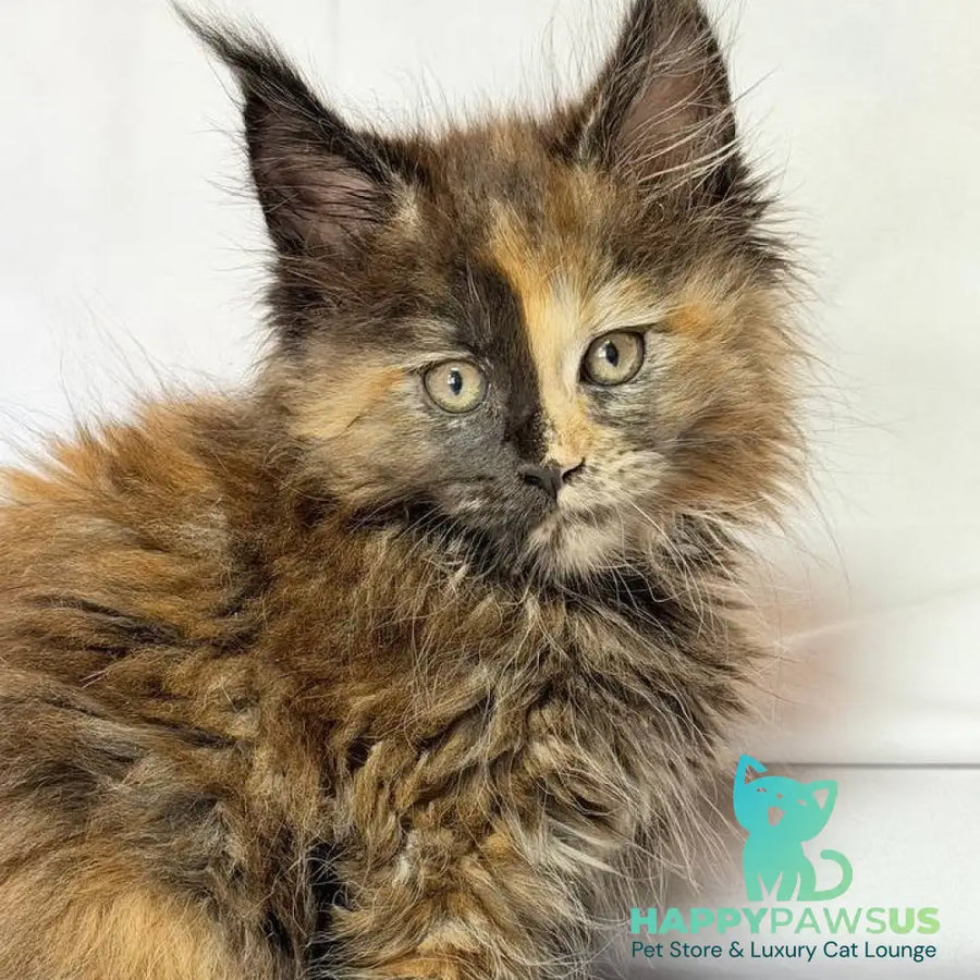 Magnolia Maine Coon female black tortie - live animals