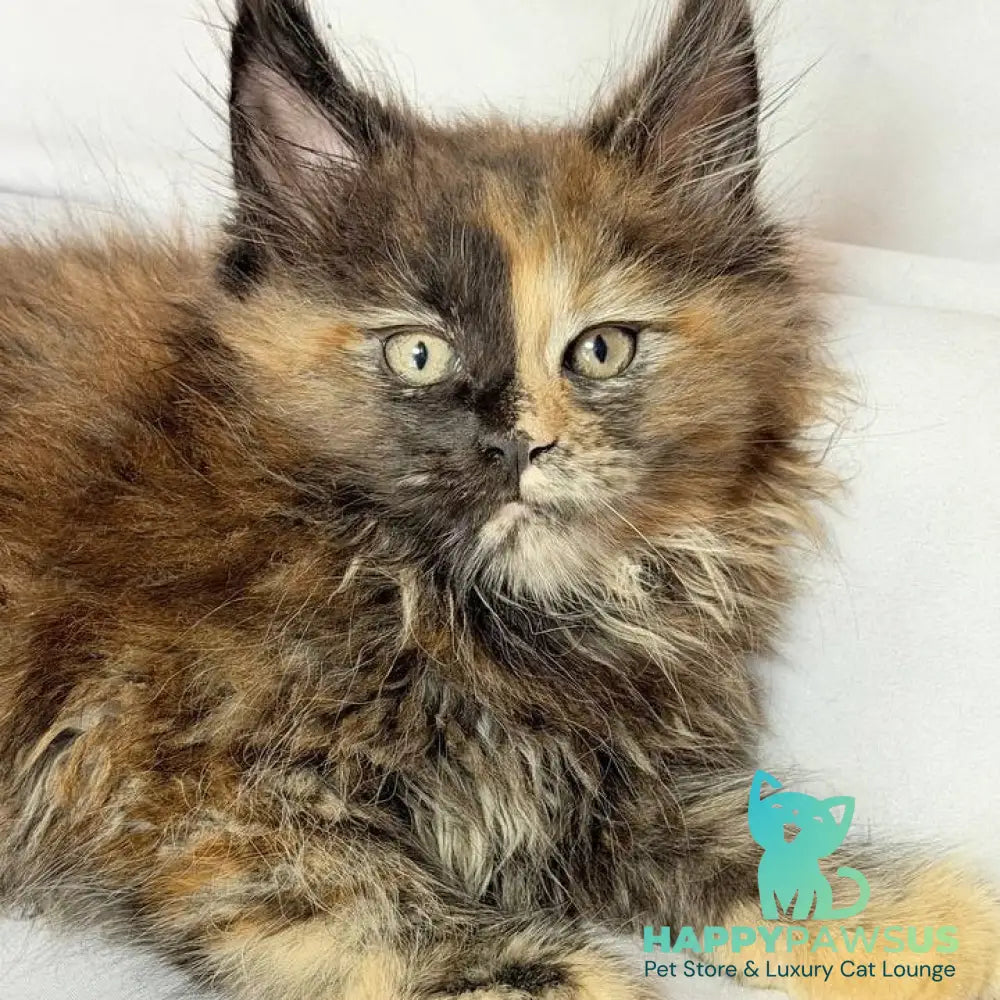 Magnolia Maine Coon female black tortie - live animals