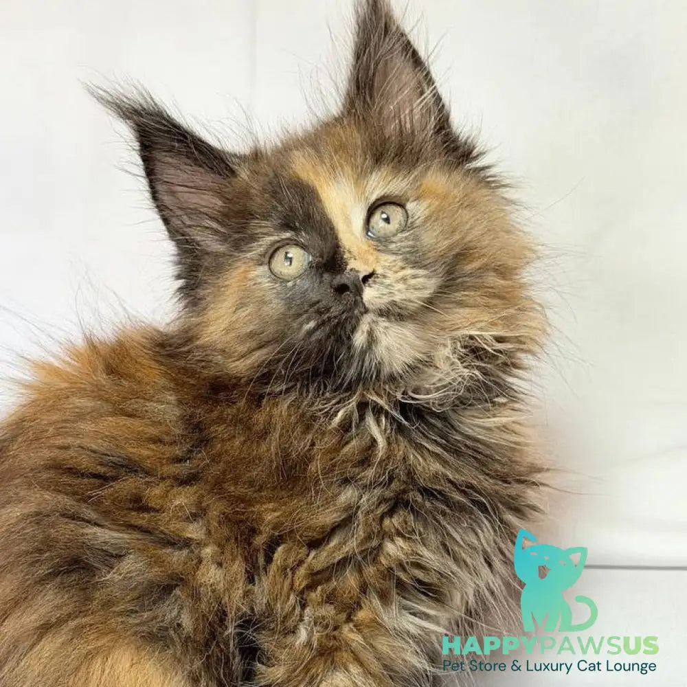 Magnolia Maine Coon female black tortie - live animals