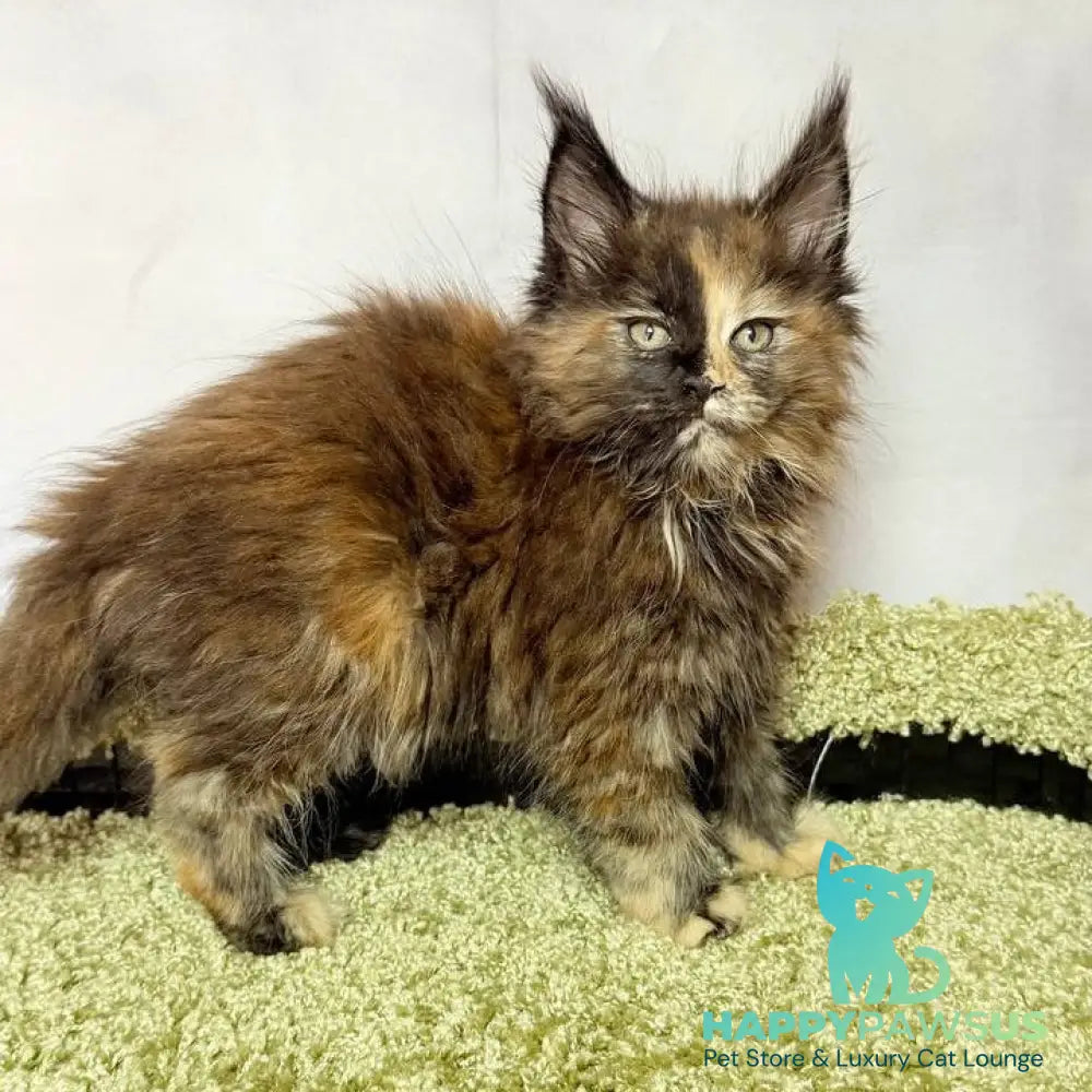 Magnolia Maine Coon female black tortie - live animals