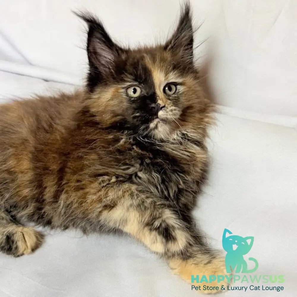 Magnolia Maine Coon female black tortie - live animals