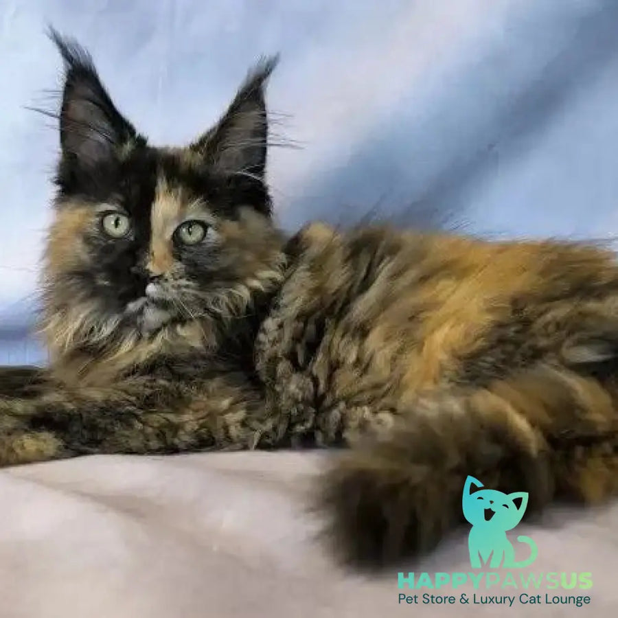 Magnolia Maine Coon female black tortie - live animals