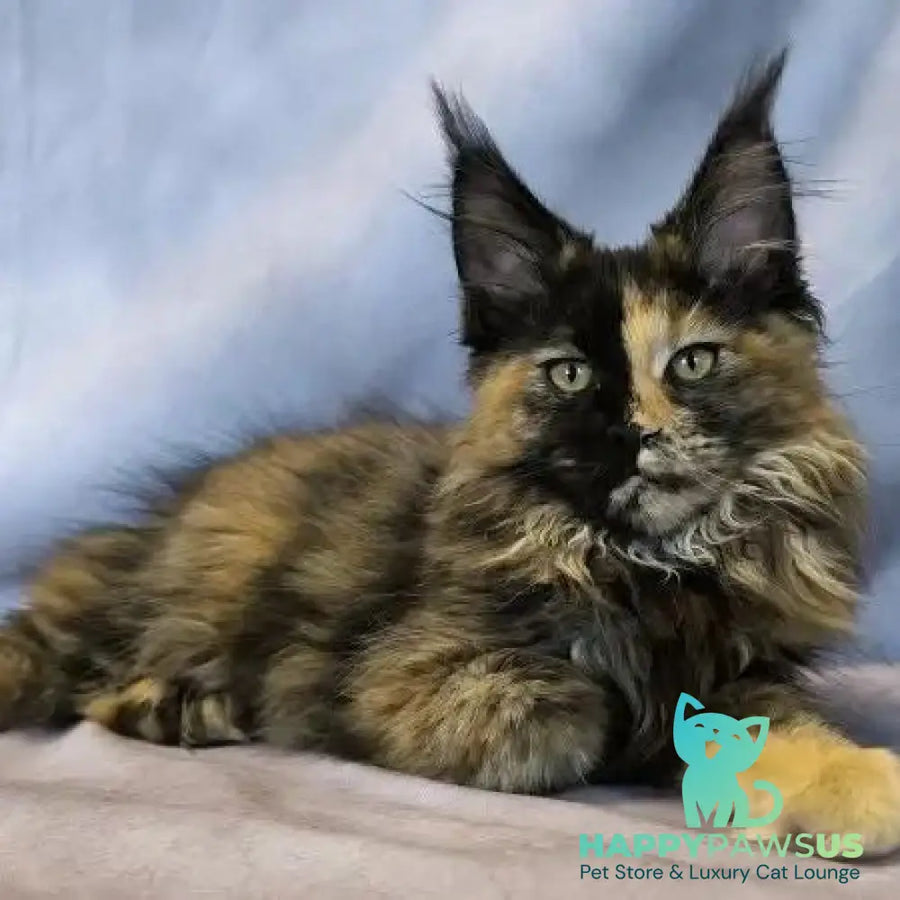 Magnolia Maine Coon female black tortie - live animals